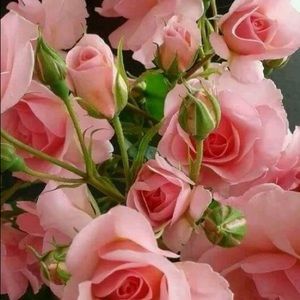 Meet your Posher, Jeanine